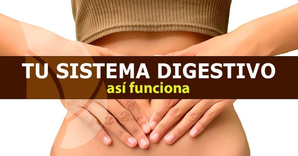 Cómo funciona tu sistema digestivo