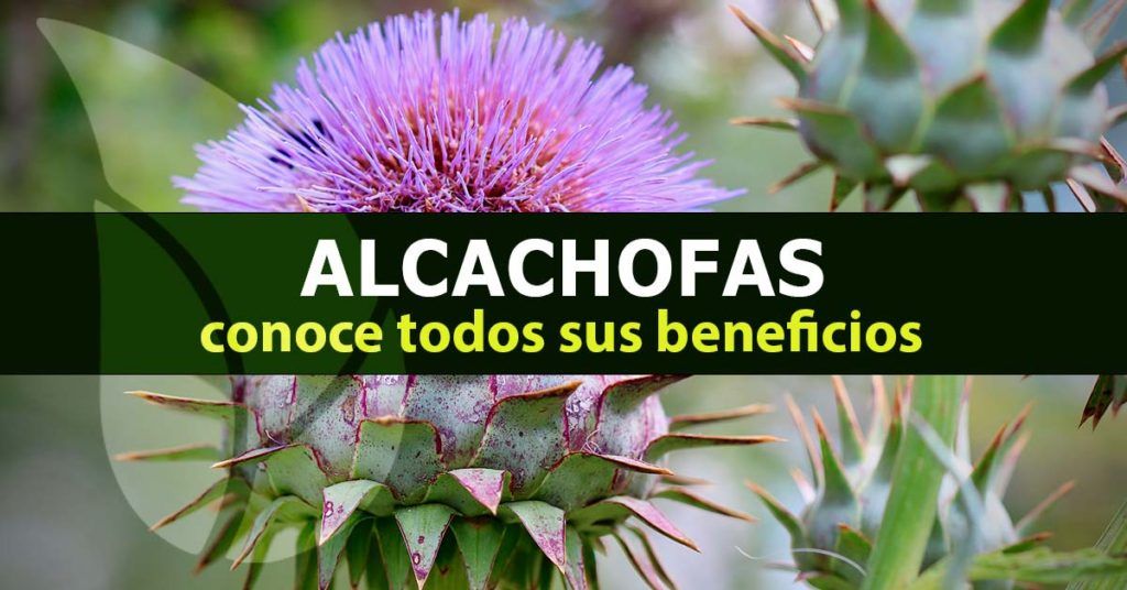 Beneficios de la alcachofa