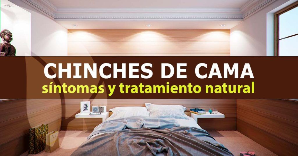 Chinches de cama síntomas y tratamientos naturales