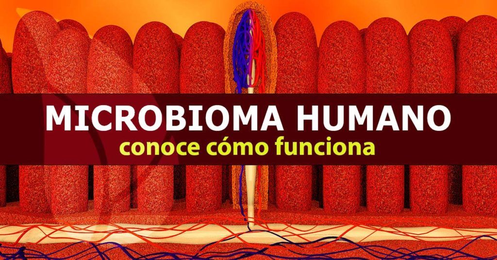 Descubre cómo funciona el microbioma humano