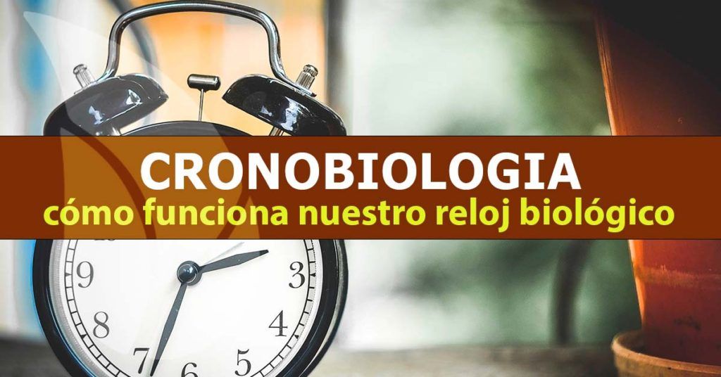 Cronobiología,-cómo-funciona-nuestro-reloj-biológico