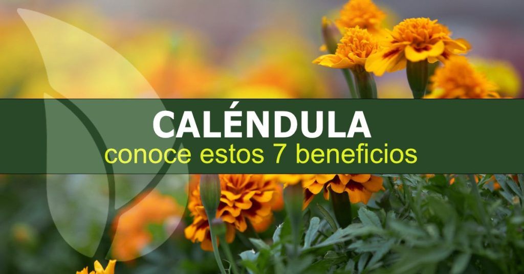 7 beneficios de la caléndula-min